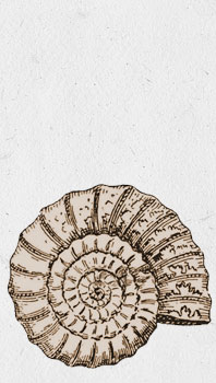 ammonite-historique3
