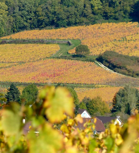 photo-accueil-vignes-arbois-vins-bio-touraize
