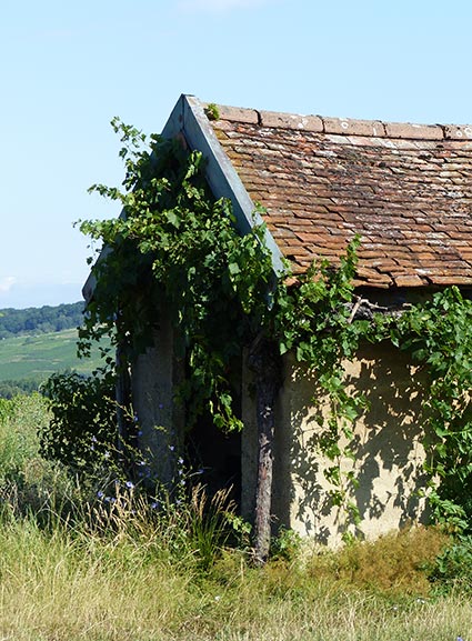 vins-arbois-domaine-touraize-accueil-5